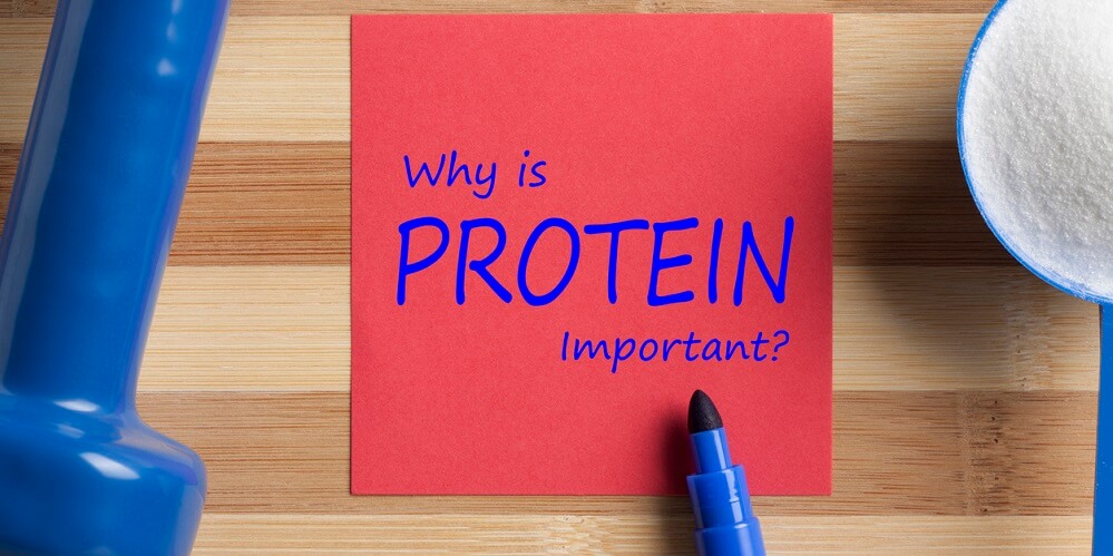 därför är det viktigt med kasein och protein